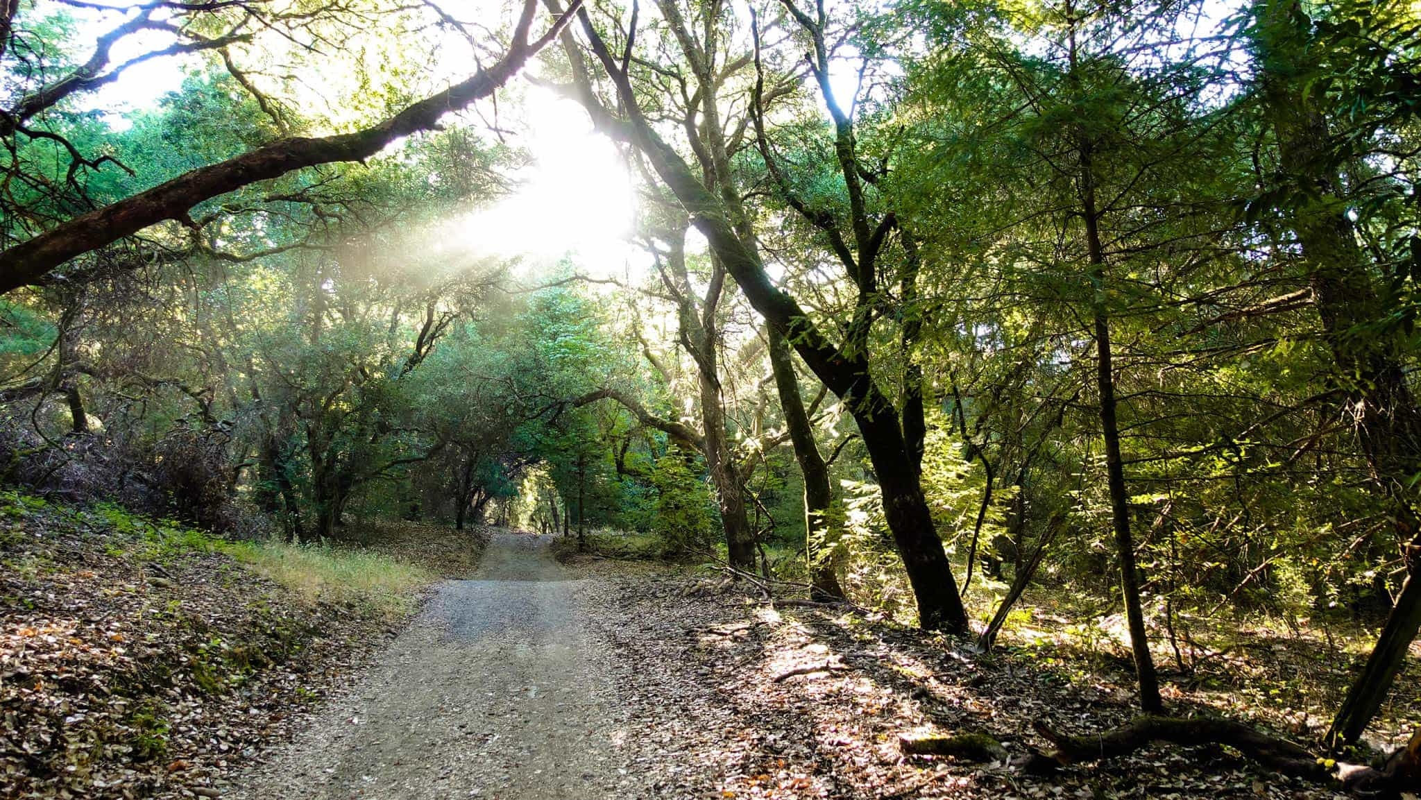 hiking-near-healdsburg-ca-shiloh-park-open-trail Morning Dawns as the Hiking Trail Gently Begins in Shiloh Regional Park