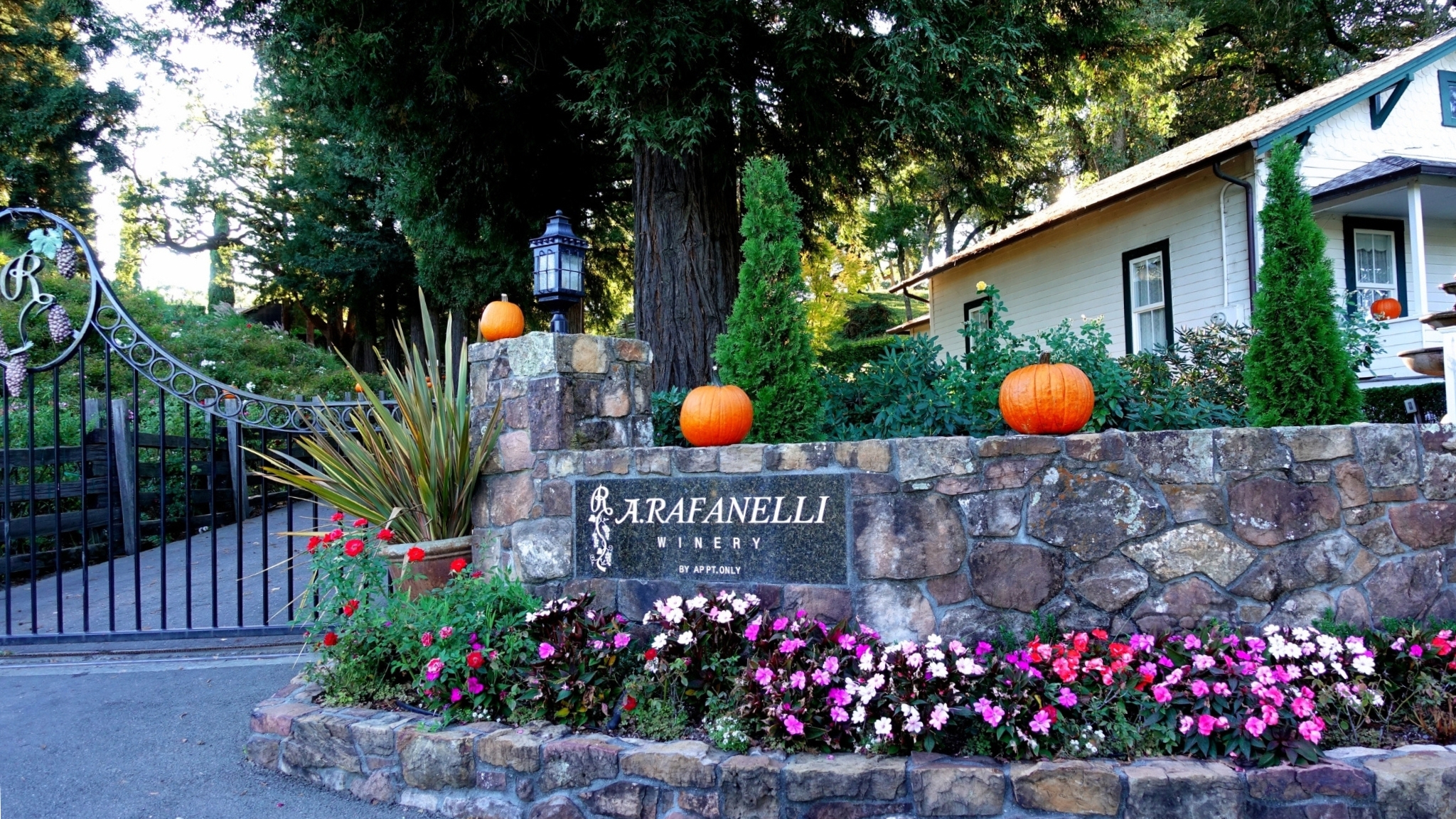 A Rafanelli Winery Healdsburg CA