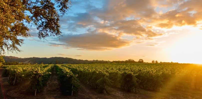 soda-rock-winery-vineyard-view Soda Rock Vineyard View at Sunset in Healdsburg, CA