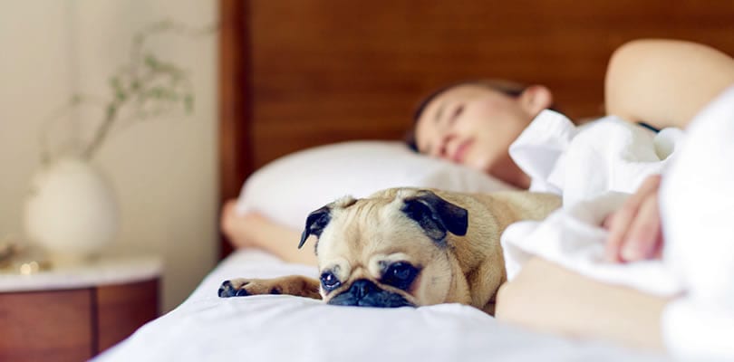 Dog friendly hotels and B&Bs in Healdsburg