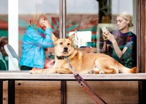 Restaurants where dogs are welcome in Healdsburg