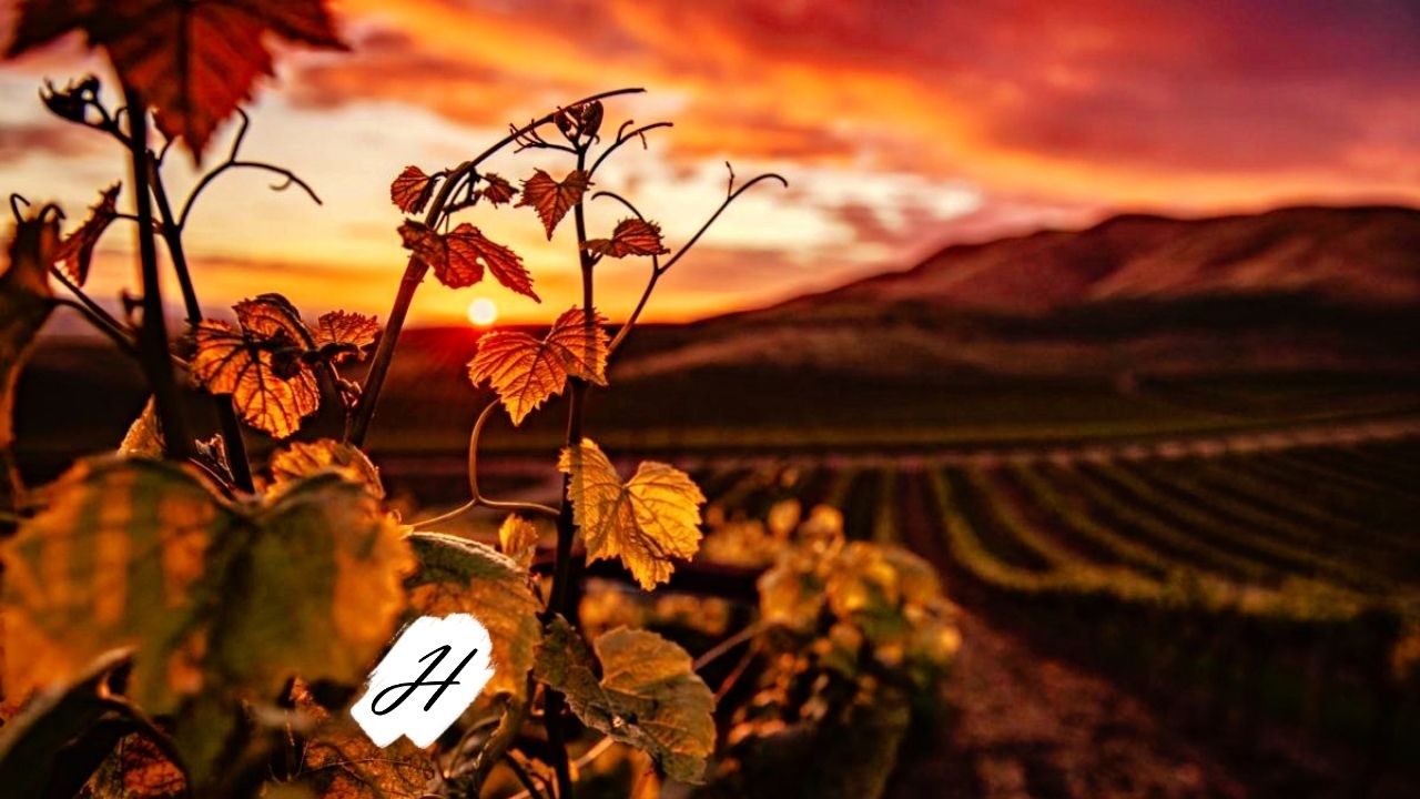 wilson-artistry-wineries-healdsburg-is-heavenly Wilson Artistry Wineries Healdsburg