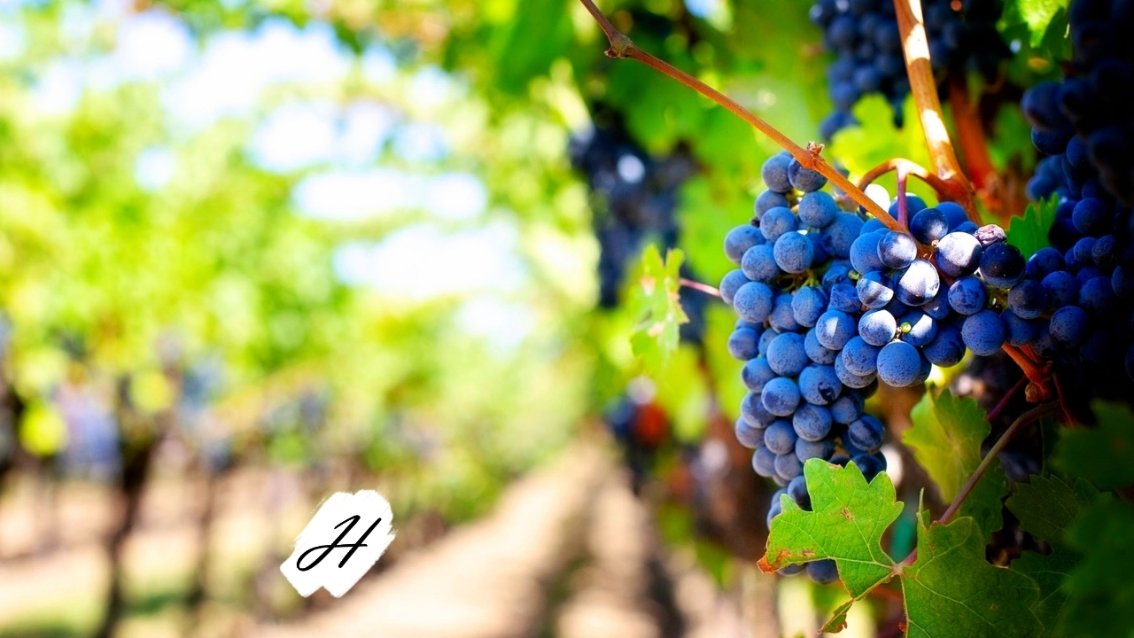 Sustainability Walk Dry Creek Vineyard Healdsburg
