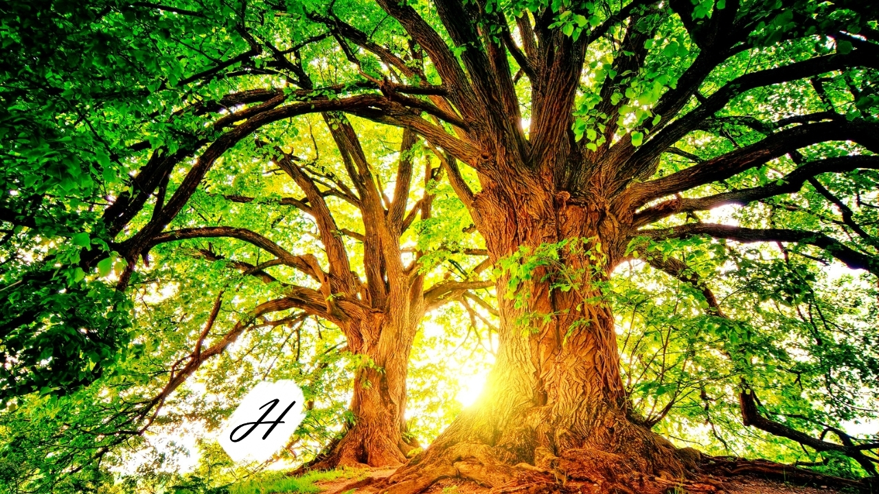 Junior Rangers - Seed to Snag, The Lifecycle of Trees Healdsburg