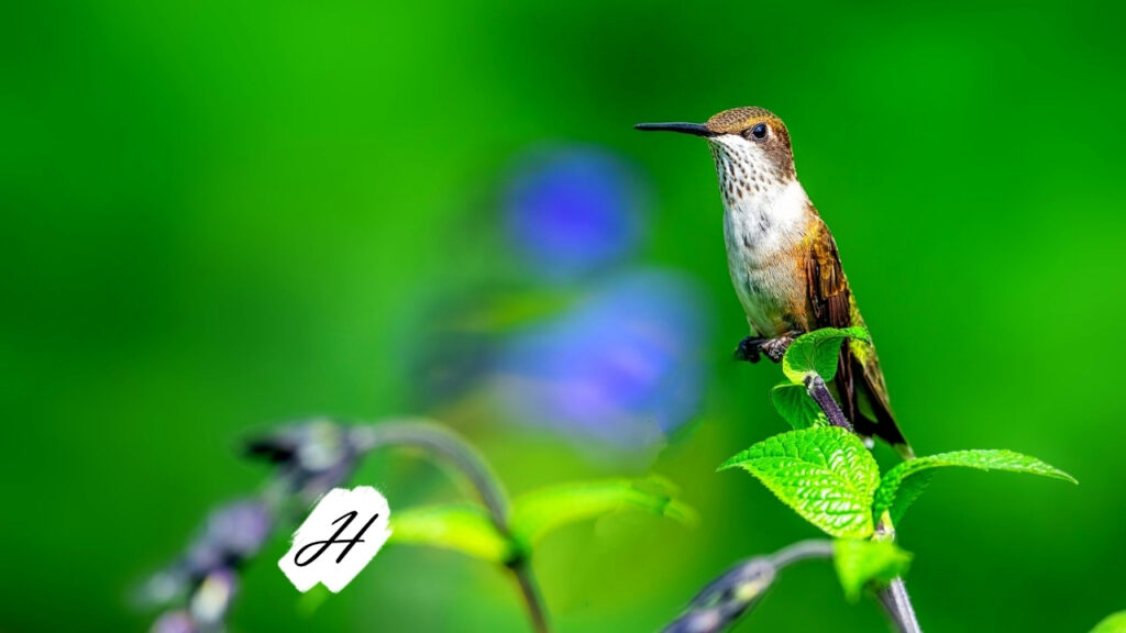 Birding 201 - Adaptations in Healdsburg