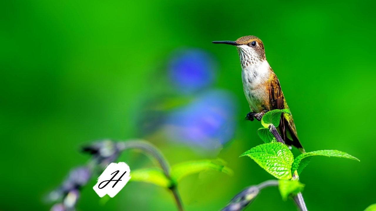 Birding 201 - Adaptations in Healdsburg