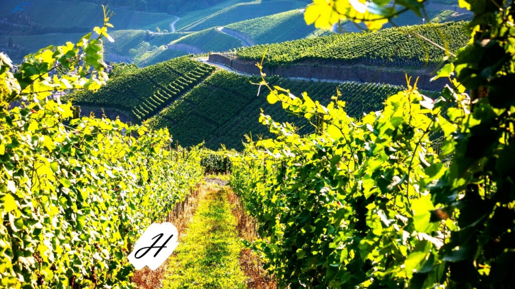 West Wines 2021 Harvest Hikes in Healdsburg