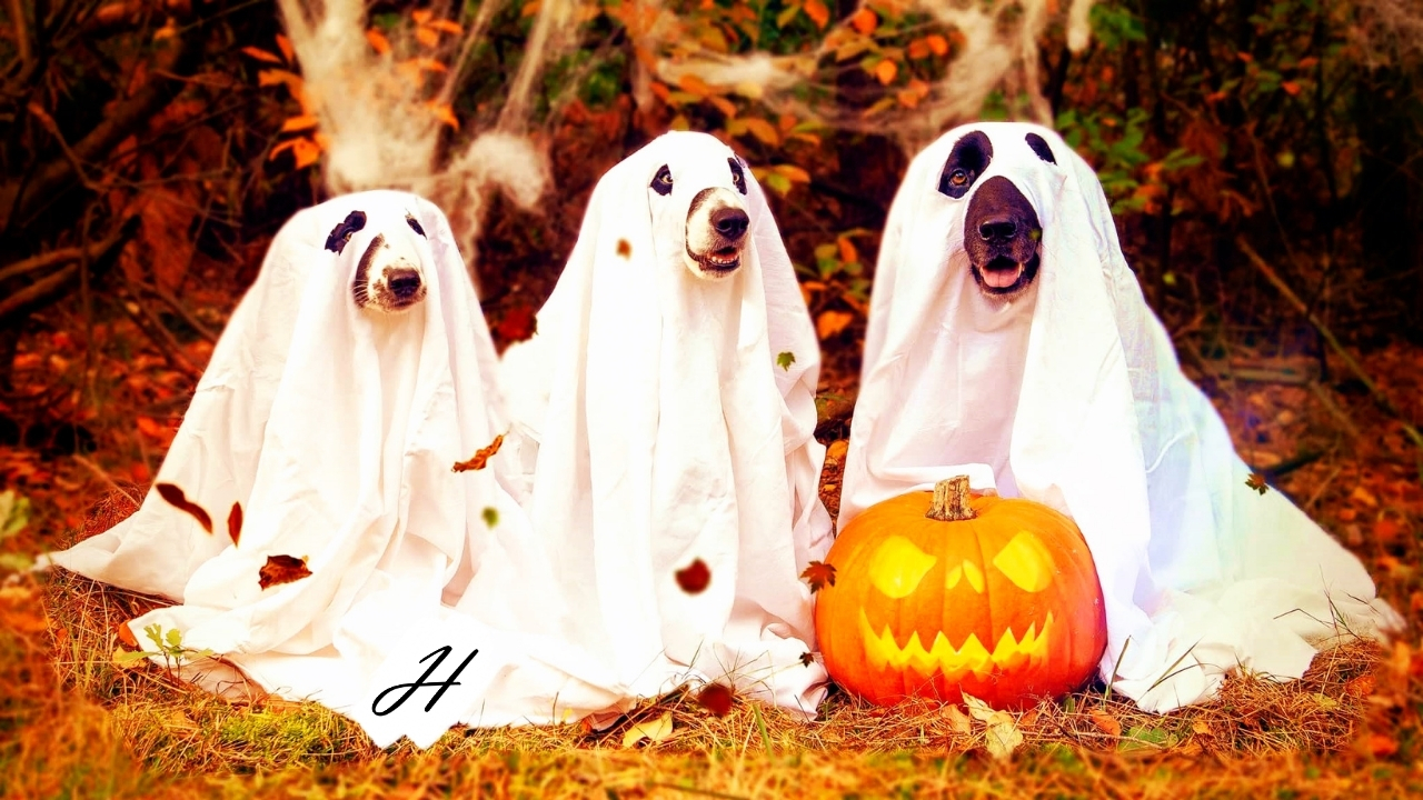 Healdsburg's Howl-O-Ween Dog Parade 2021