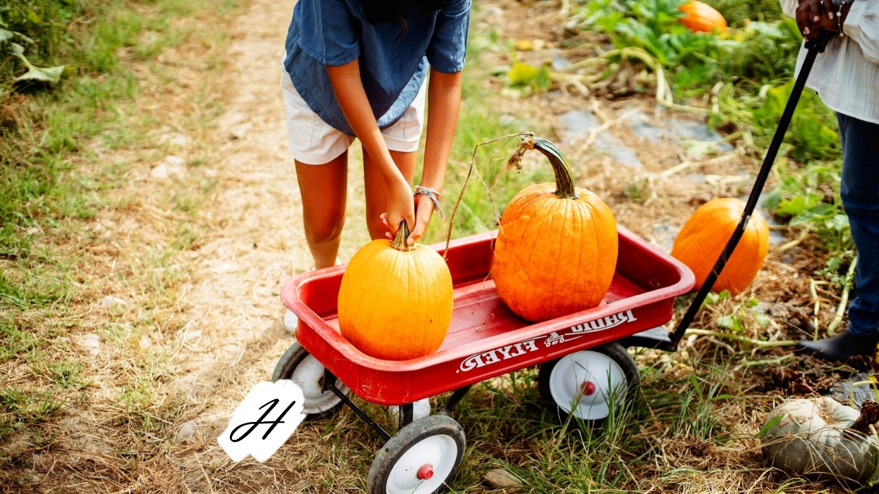 Pumpkin Patch in Healdsburg 2021