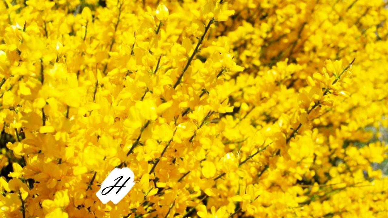 Broom-a-pull-ooza at Riddell Preserve in Healdsburg 2021