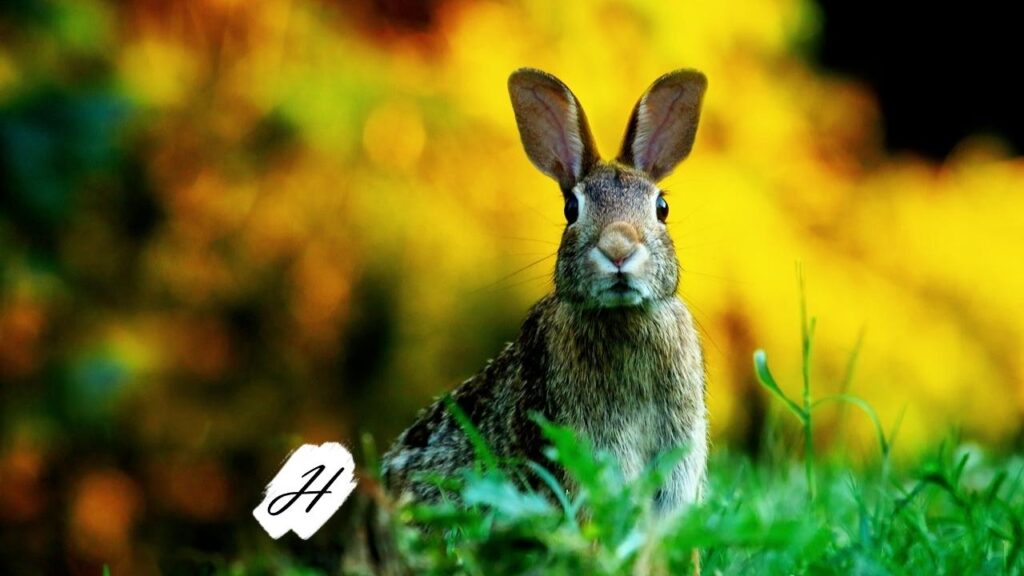 Swedish Easter Walk & Wine Tasting 2022 in Healdsburg