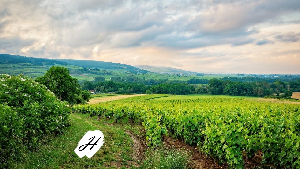 Vineyard Tour & Tasting 2022 in Healdsburg