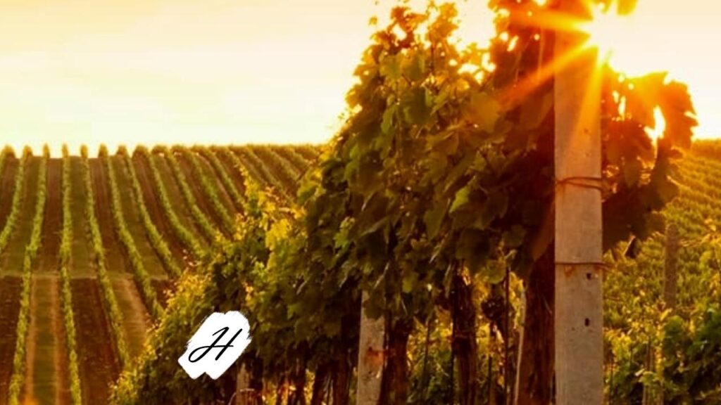 Blanchard Family Wines VIP Tasting Experience 2022 in Healdsburg