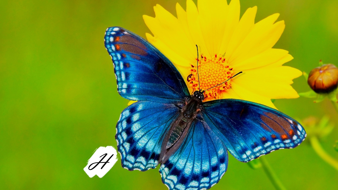 Seeds and Reads - Butterfly Puddler at Healdsburg Library