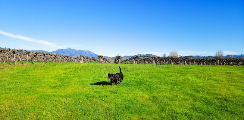 molly-stuhlmuller-best-dog-friendly-winery-healdsburg-california Molly at Stuhlmuller Vineyards - Best Dog Friendly Wineries Healdsburg California