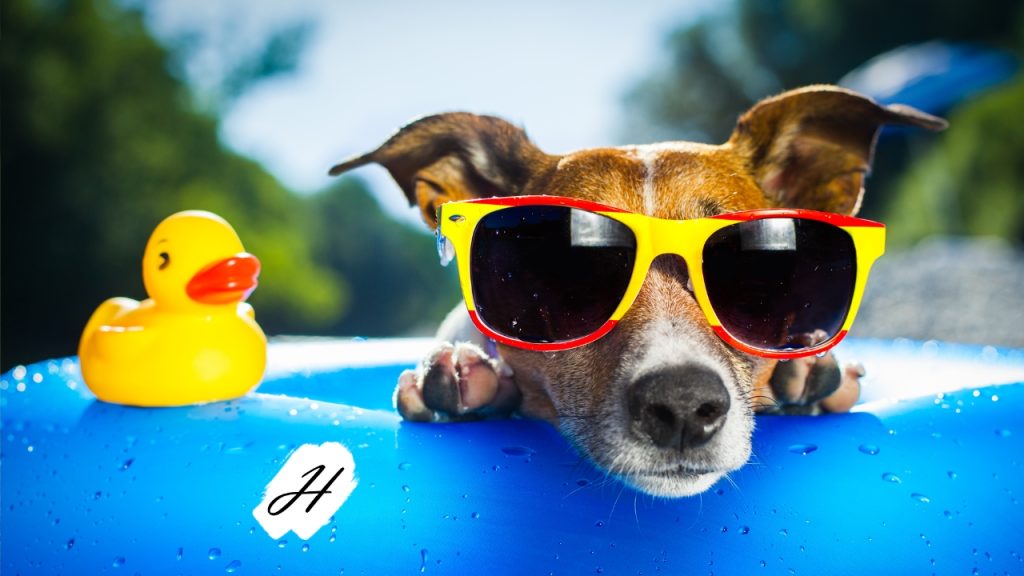Yappy Hour